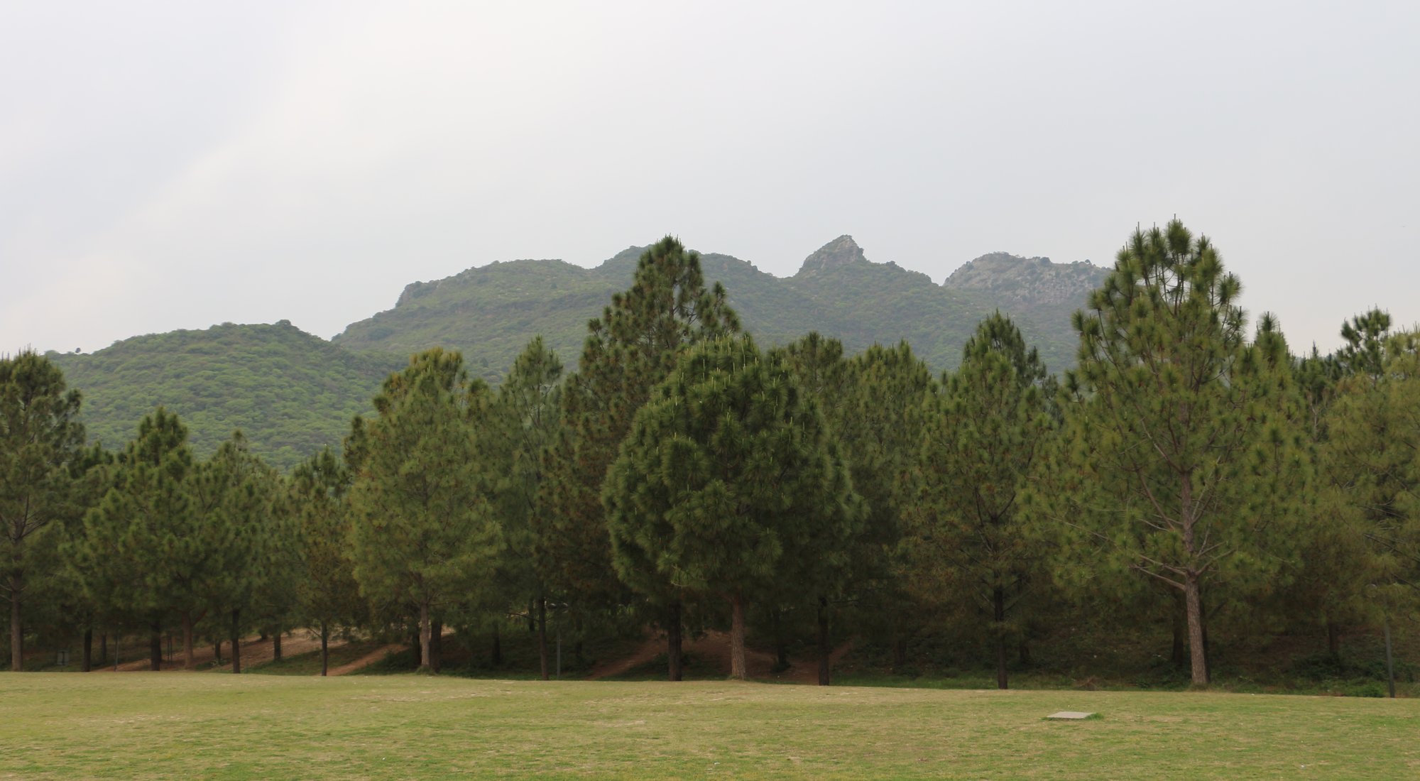 Trees and green hills above Islamabad near Faisal Mosque
