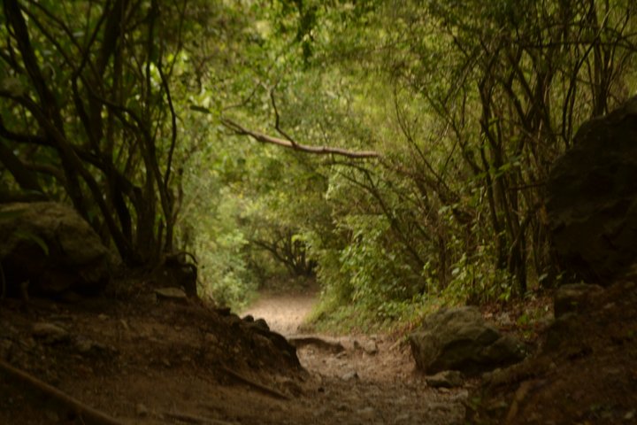 Forest trail winding through the Margalla Hills