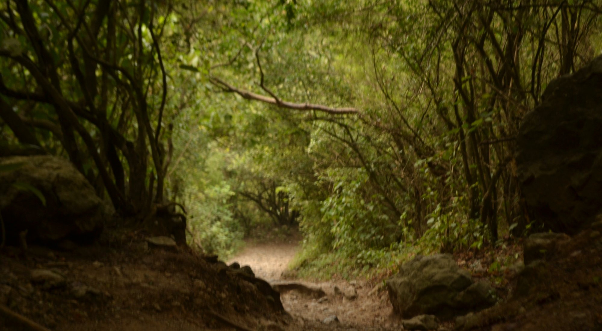 Forest trail winding through the Margalla Hills