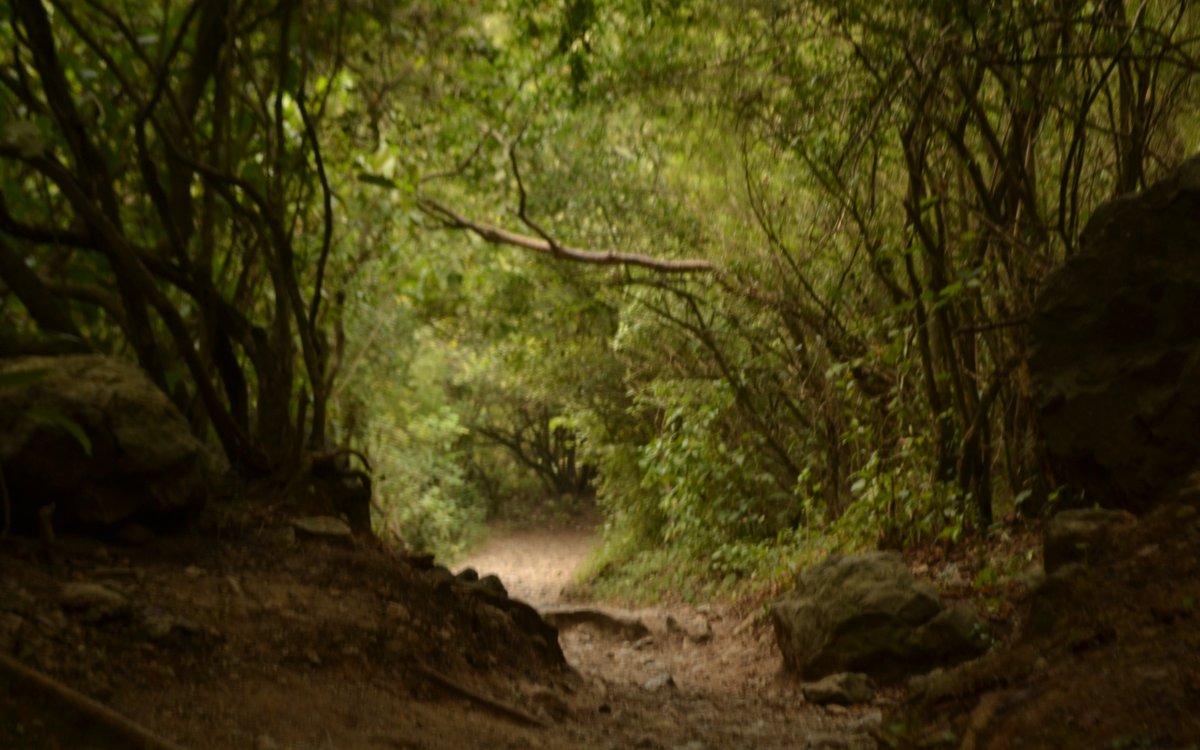 Forest Trail in the Margalla Hills