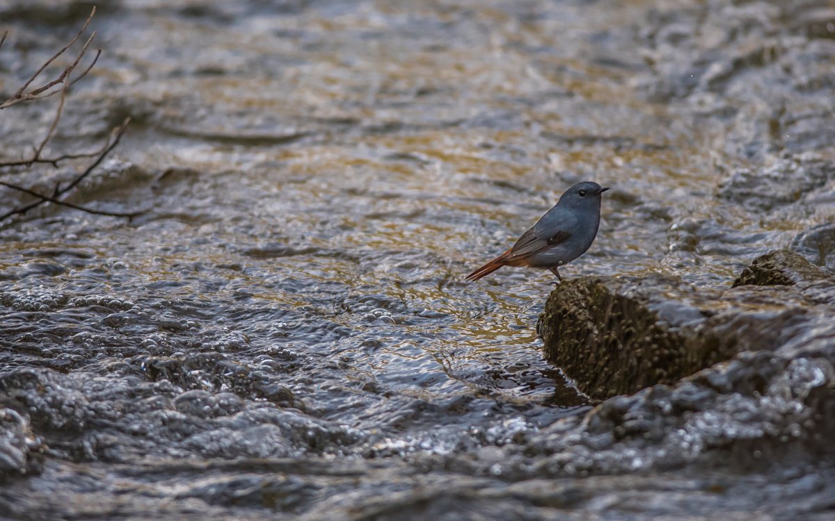 Plumbeous Water Redstart