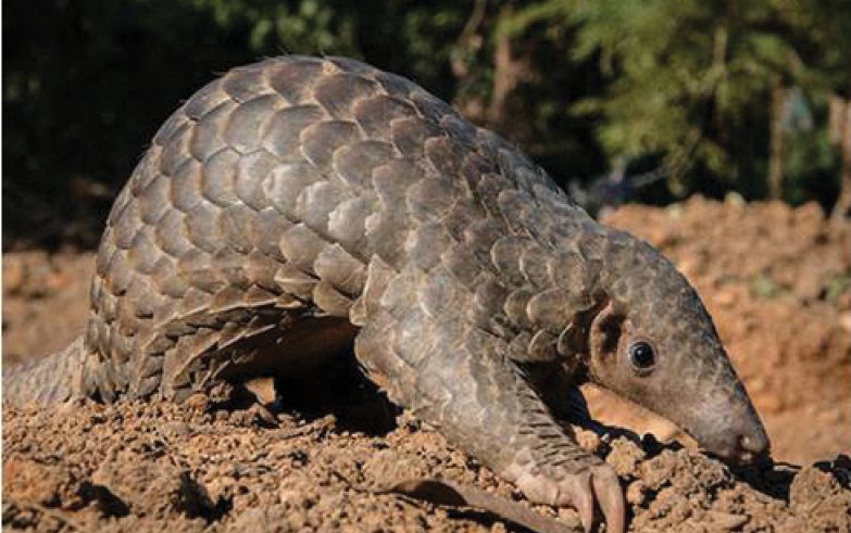 Indian Pangolin — Representative Wildlife Image