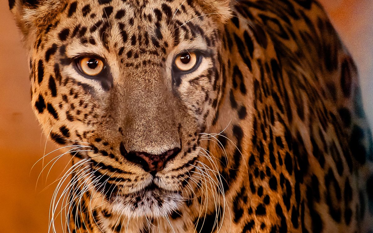 Common Leopard — Representative Wildlife Image