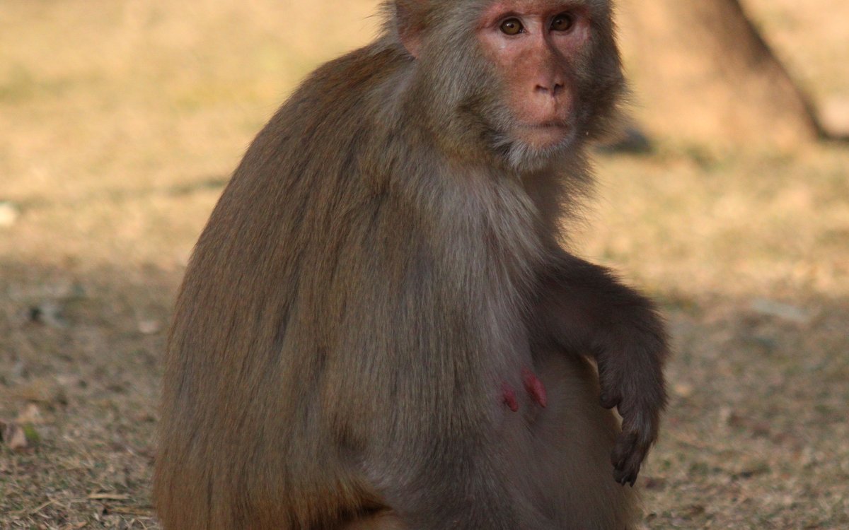 Rhesus Macaque in Islamabad