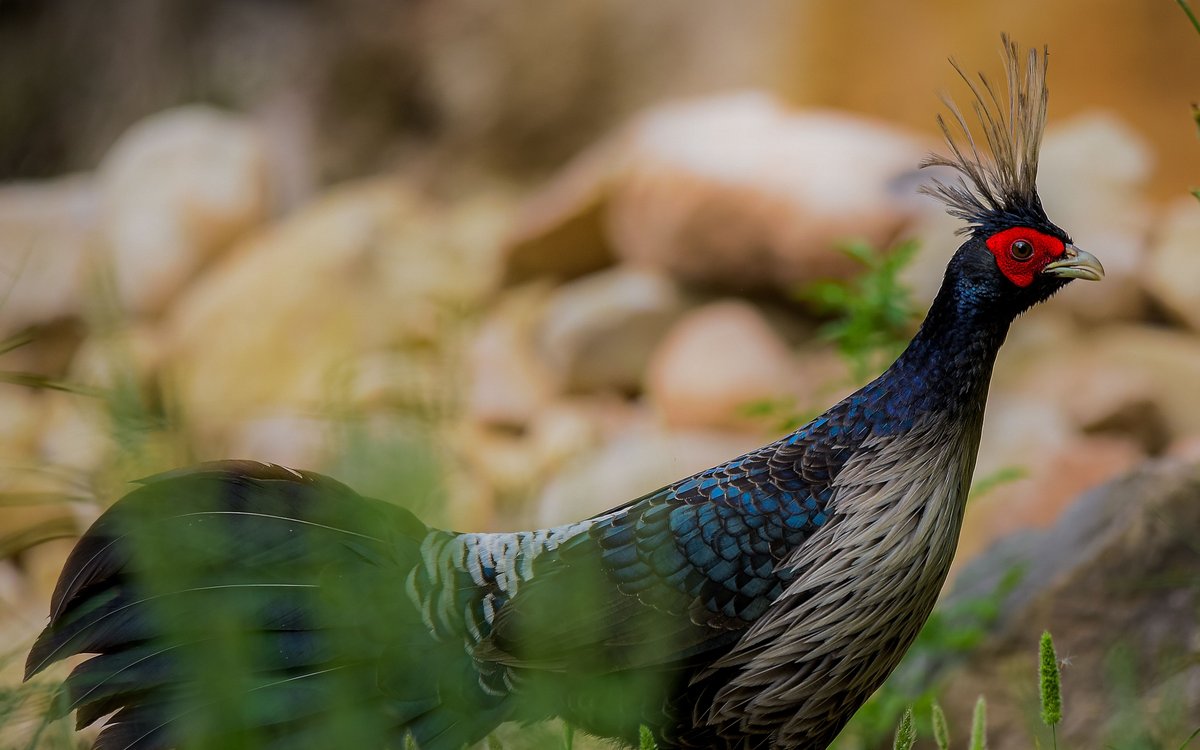 Kalij Pheasant in Islamabad