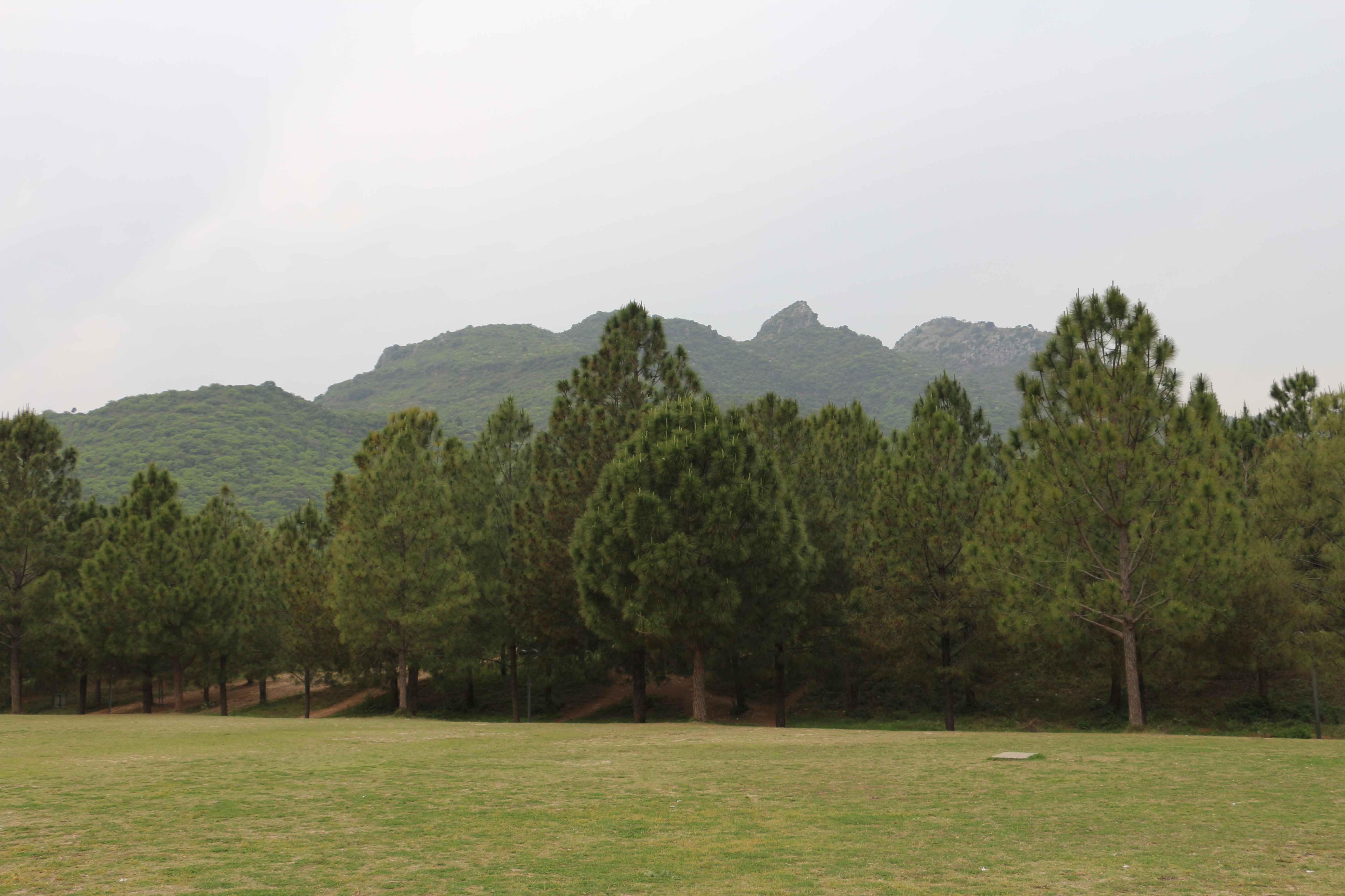Trees and hills above Faisal Mosque.