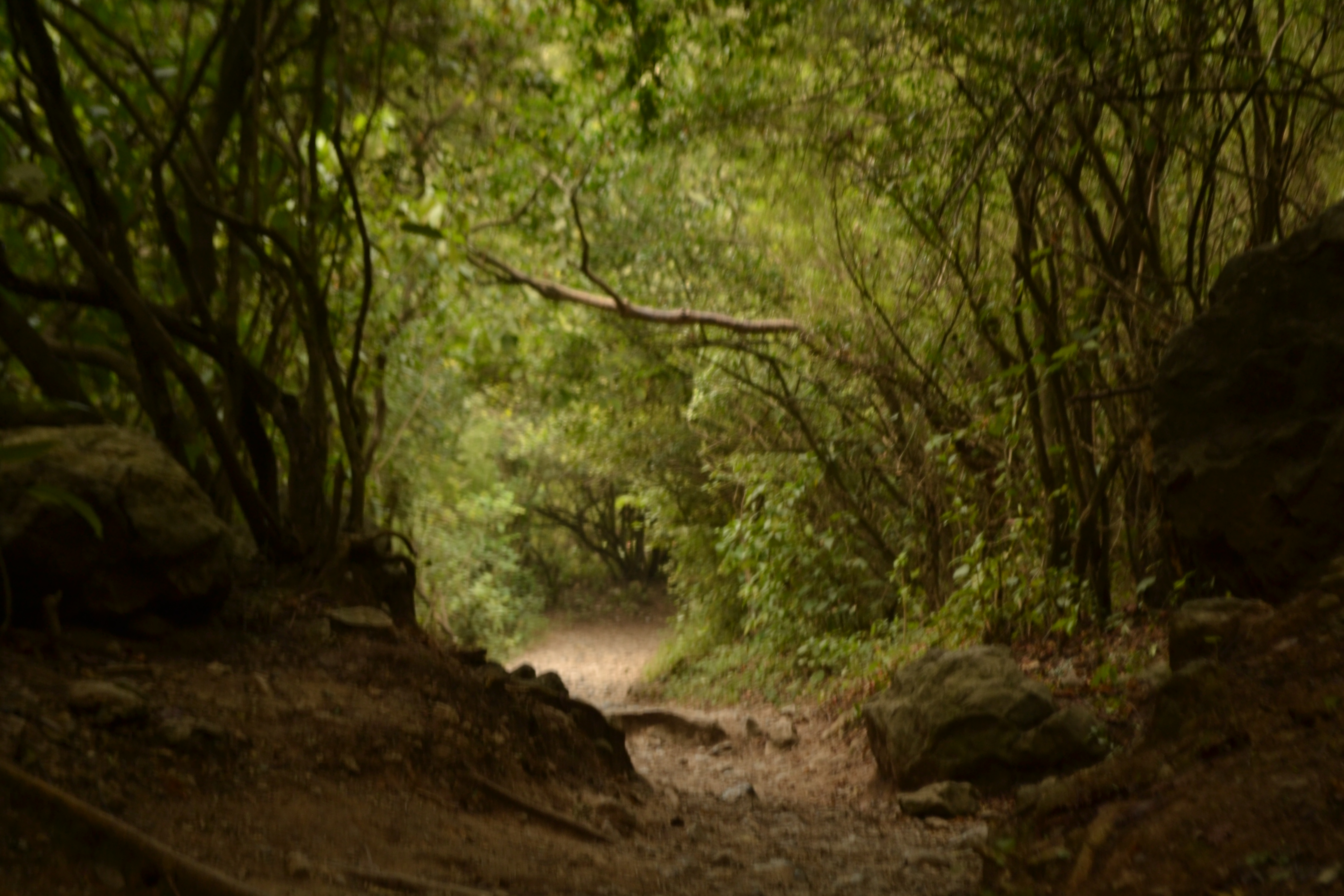 Forest trail in the Margallah Hills.
