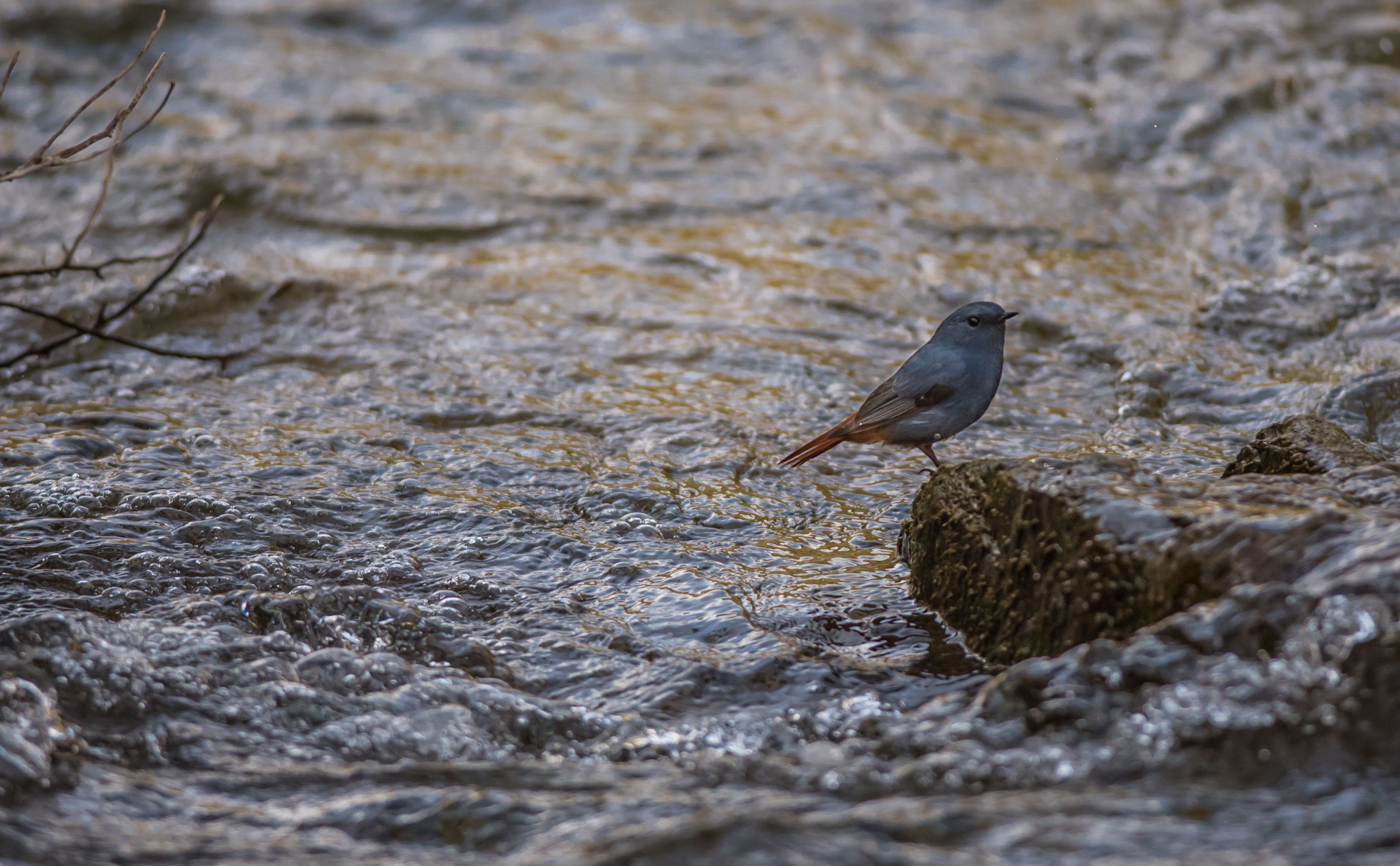Plumbeous Water Redstart photographed in the Margallah Hills.