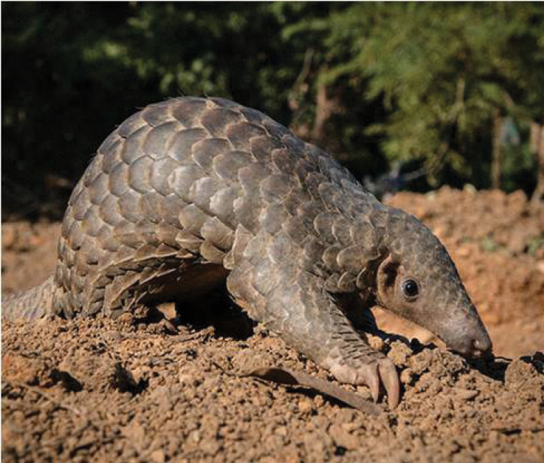 Indian Pangolin — Representative Wildlife Image