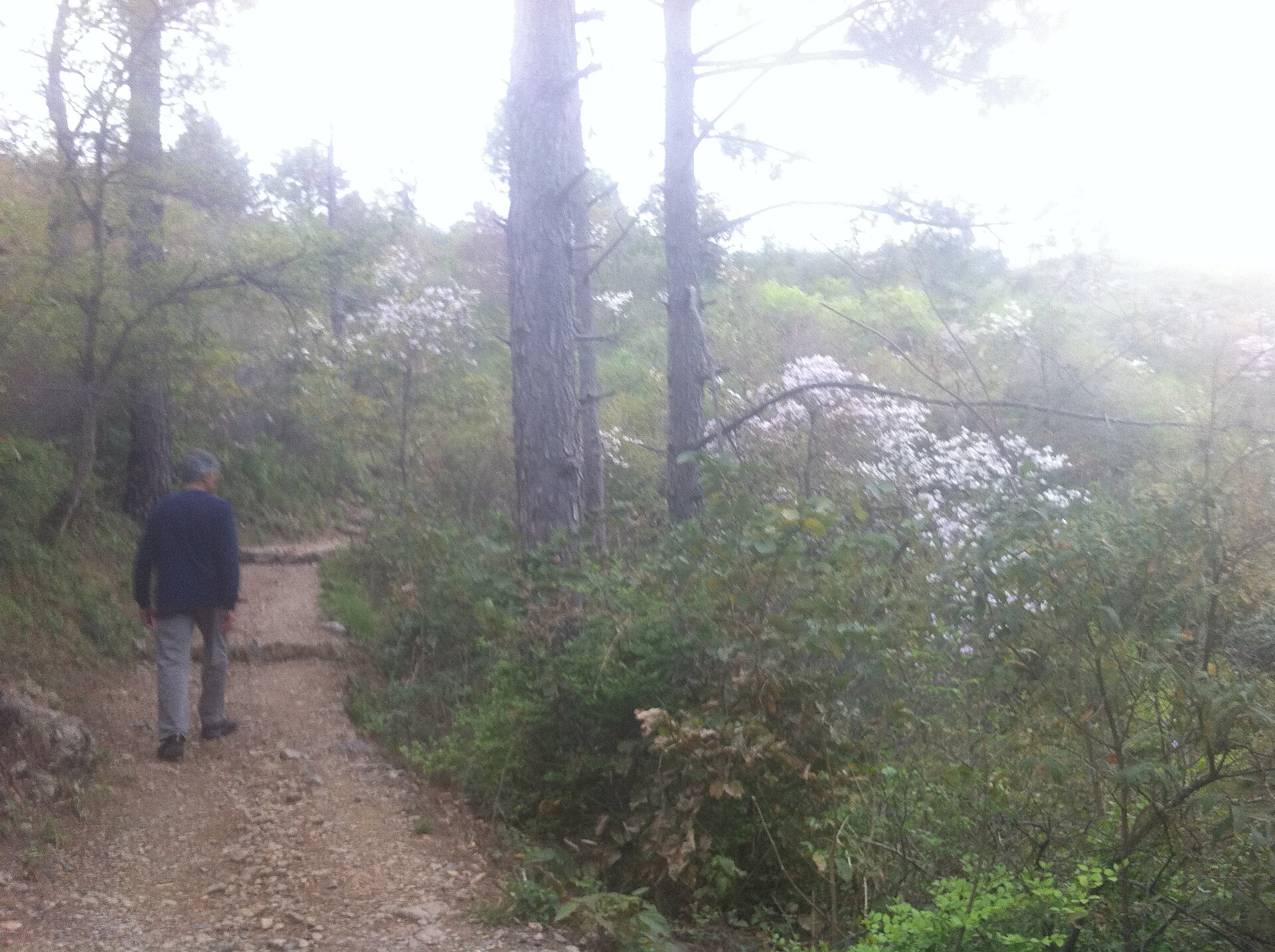 Spring flowers on Margalla Hills