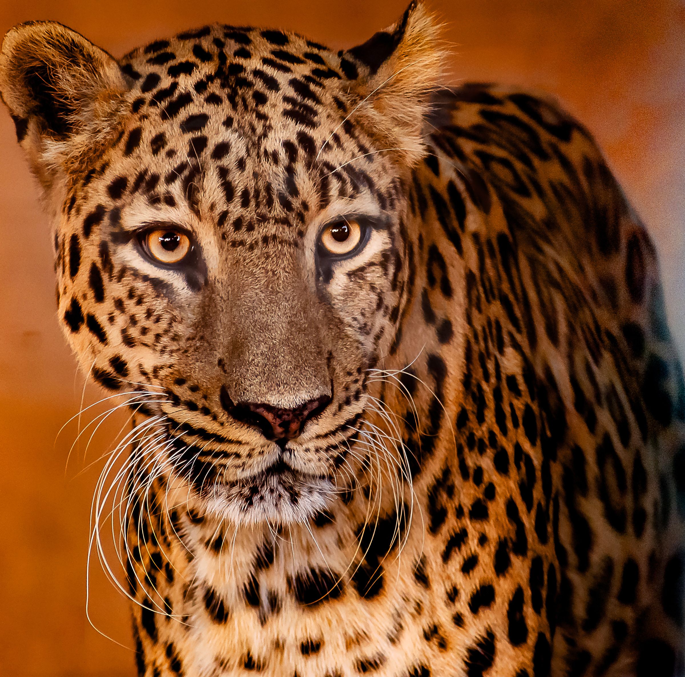 Common Leopard — Representative Wildlife Image