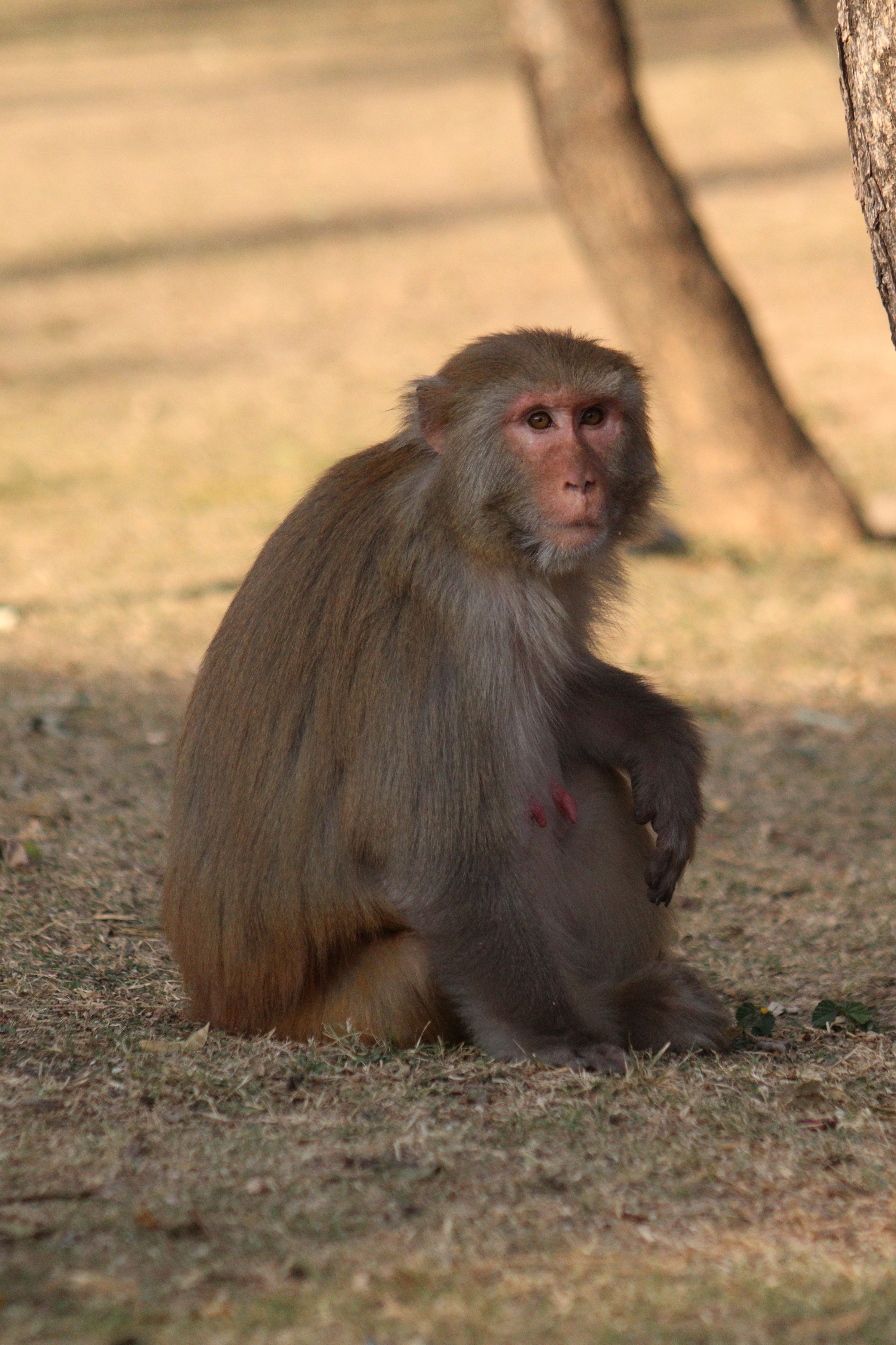 Rhesus Macaque in Islamabad