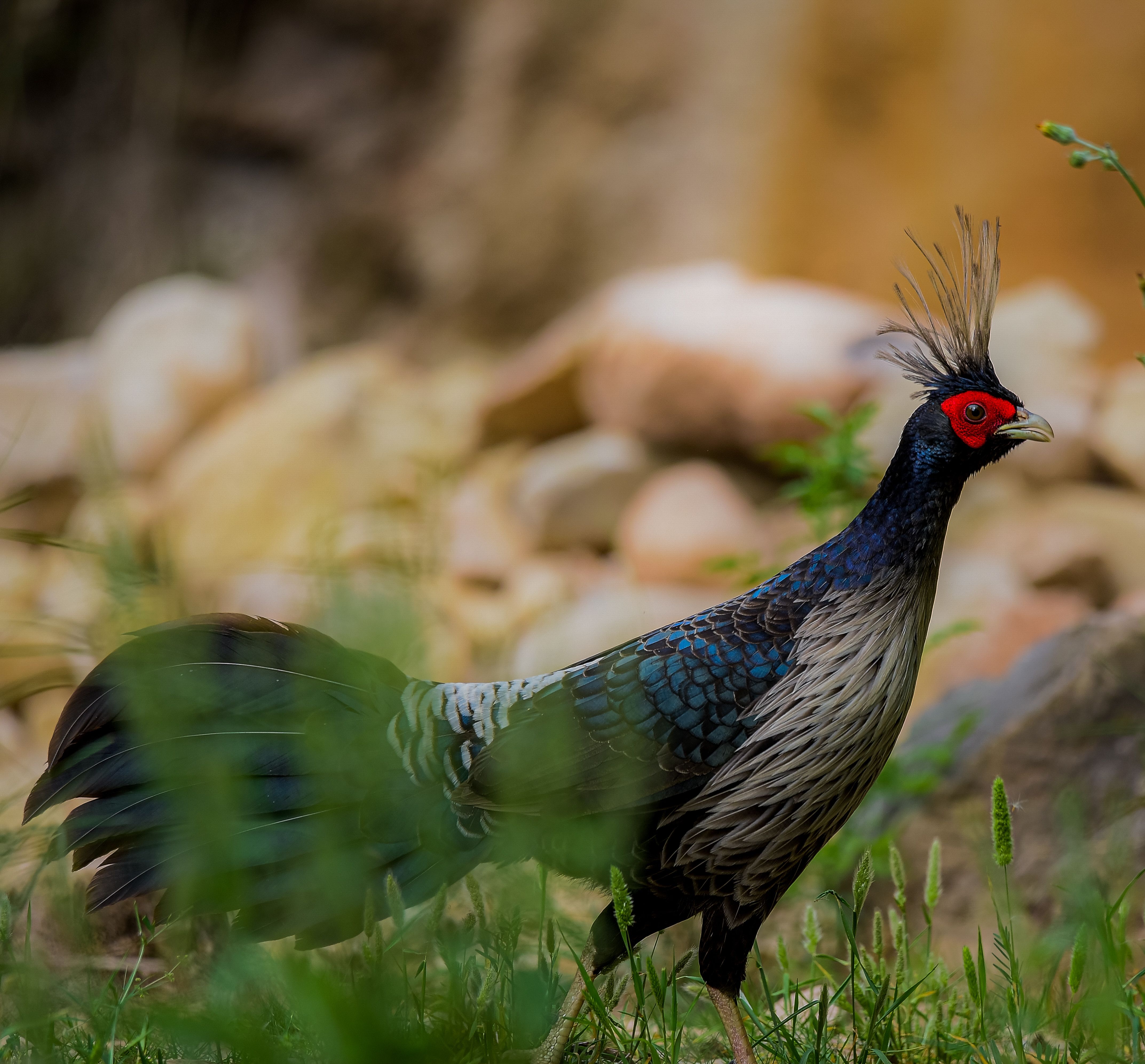 Kalij Pheasant in Islamabad
